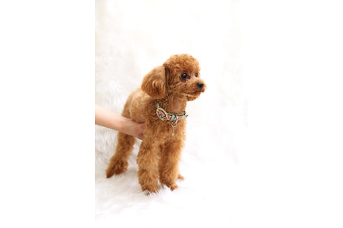 販売中のティーカッププードルの親犬